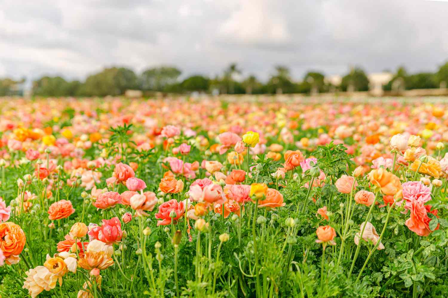 Flower Field Nguyen Duy Tri • Wait For Winter • 2022